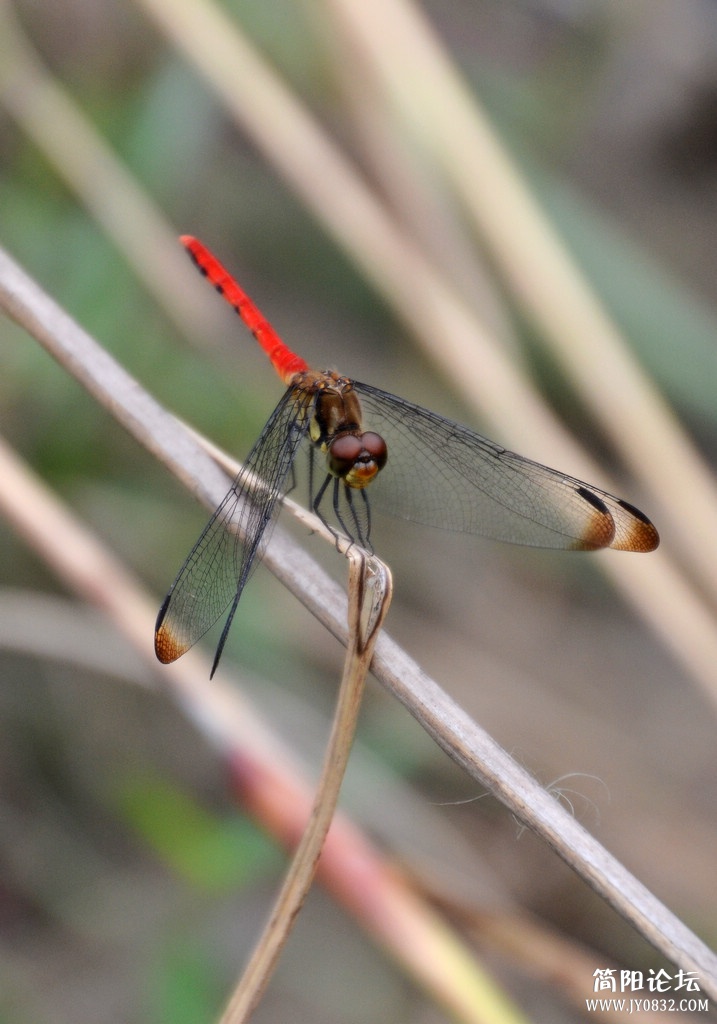 DSC_0052.jpg