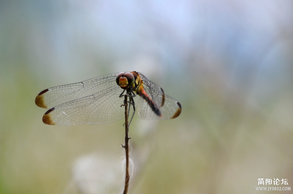 DSC_0055.jpg