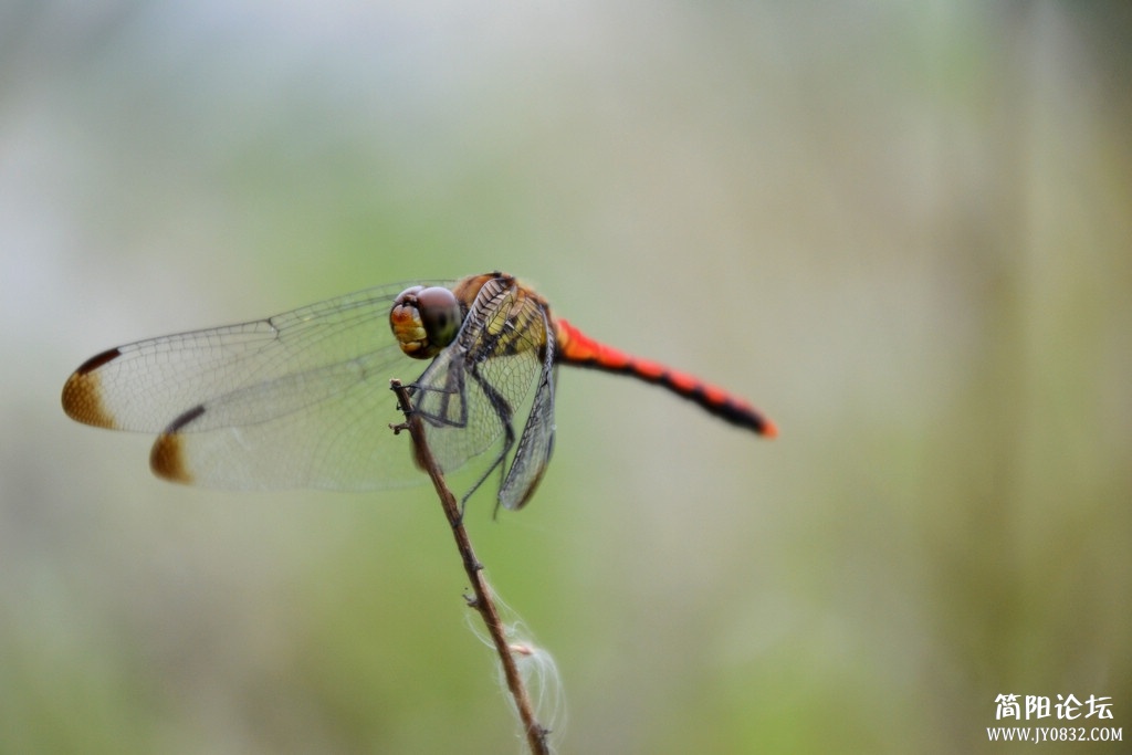 DSC_0057.jpg