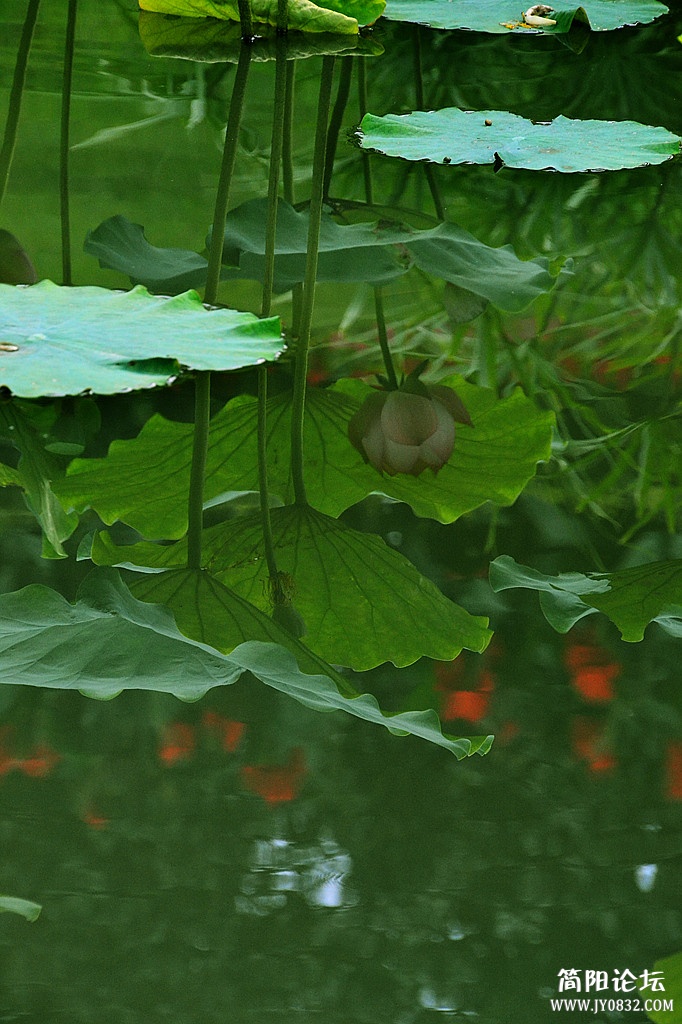 dsc_0383.jpg
