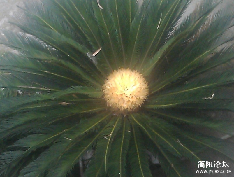 铁树1.jpg