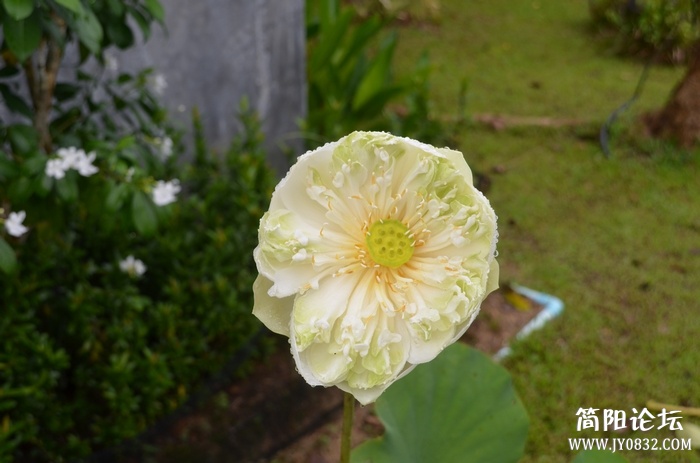 nEO_IMG_DSC_0175.jpg