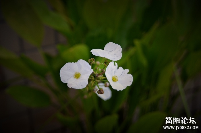 nEO_IMG_DSC_0450.jpg
