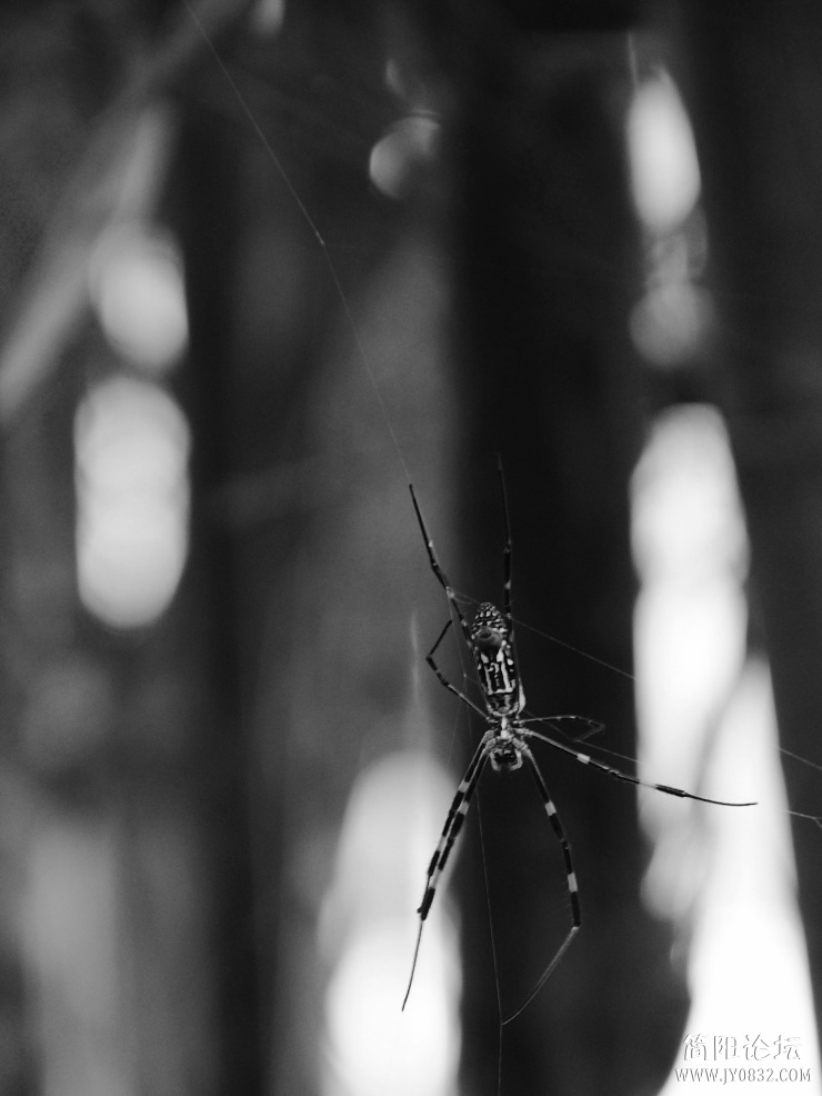 DSC_7967.jpg