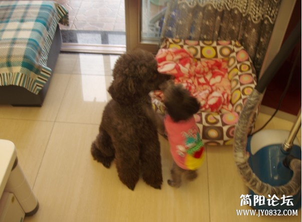 小家伙去招惹丫丫