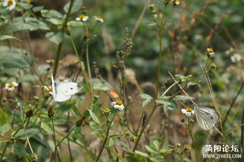 dsc01552_conew2.jpg