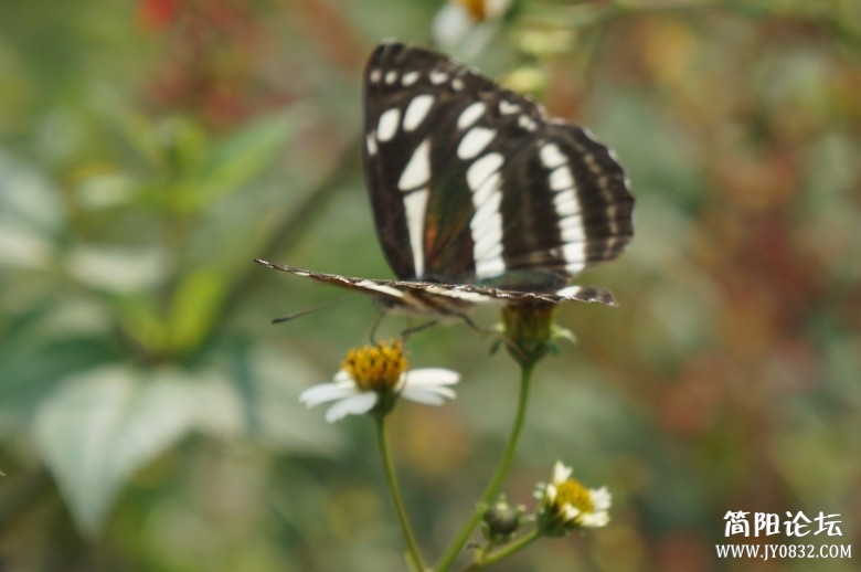 dsc01574_conew2.jpg