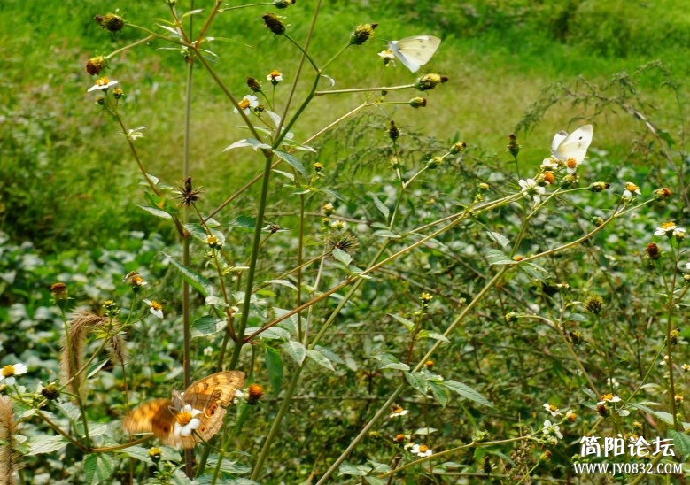 dsc01593_conew2.jpg