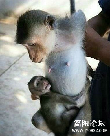 好可怜！一只幼猴紧紧搂住即将被“活取猴脑”的妈妈.jpg