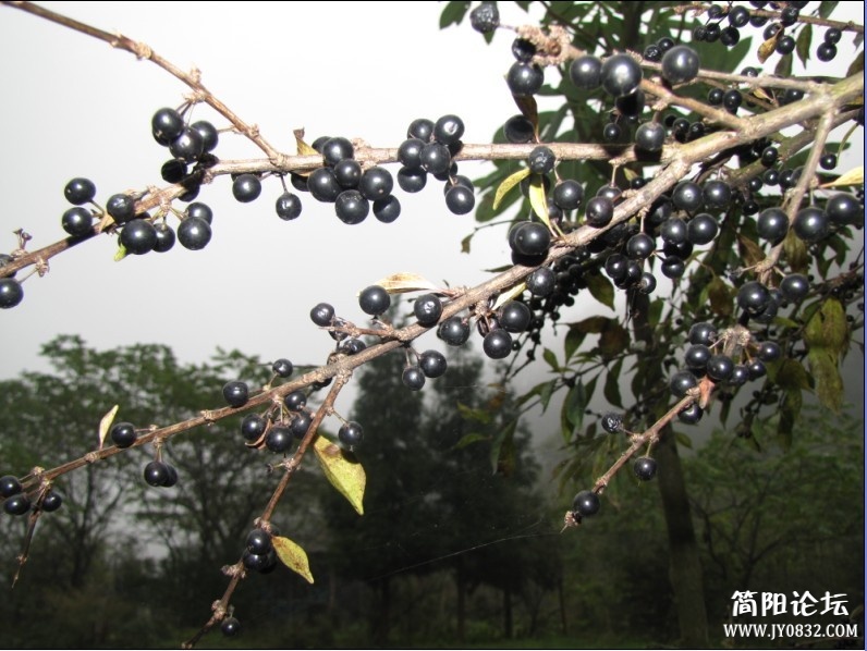 三江10.jpg