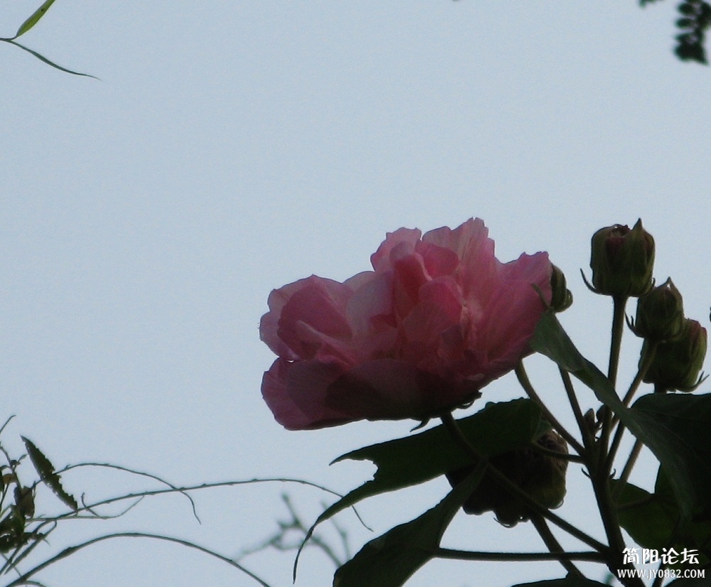 IMG_0924.jpg