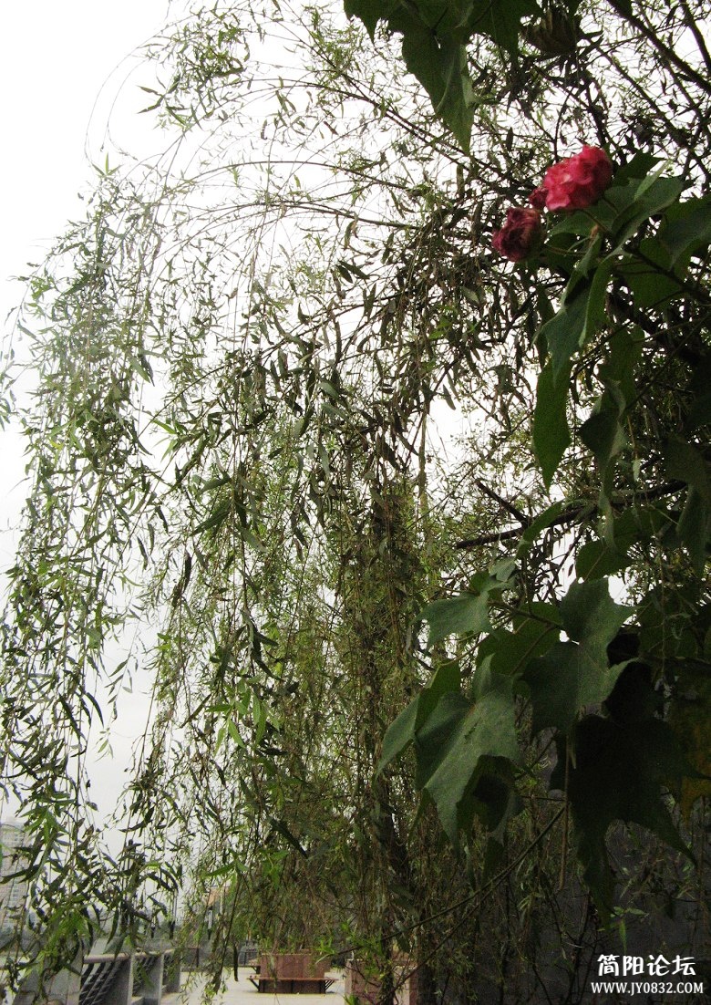 IMG_0740.jpg
