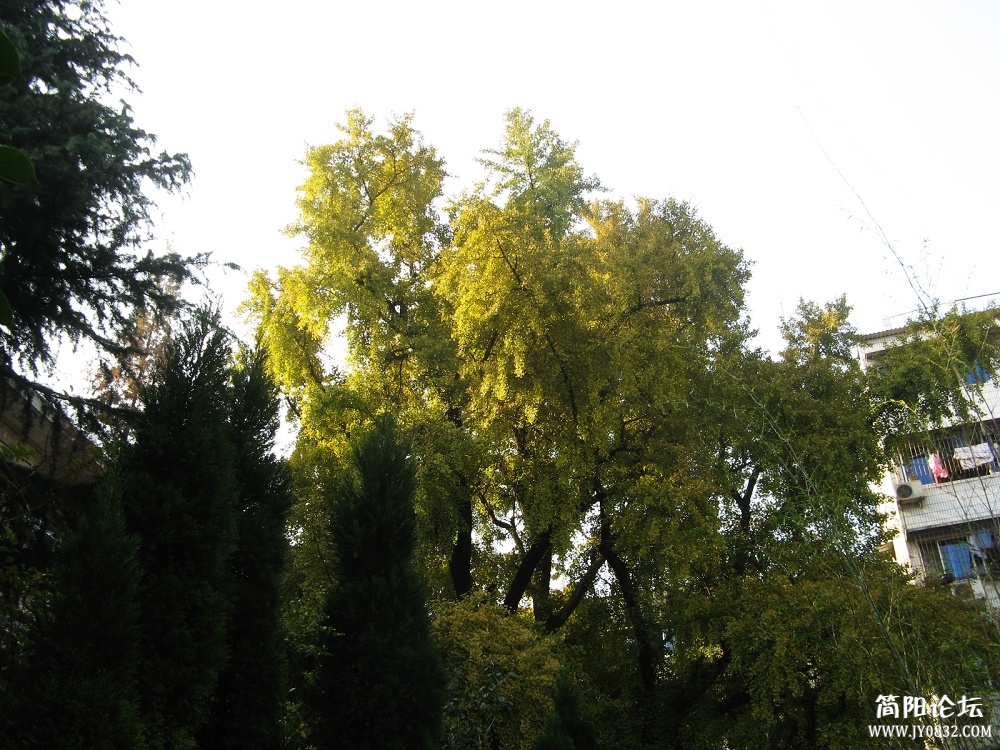 IMG_1078.jpg