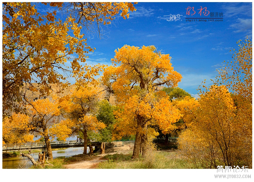 胡杨02——01.jpg