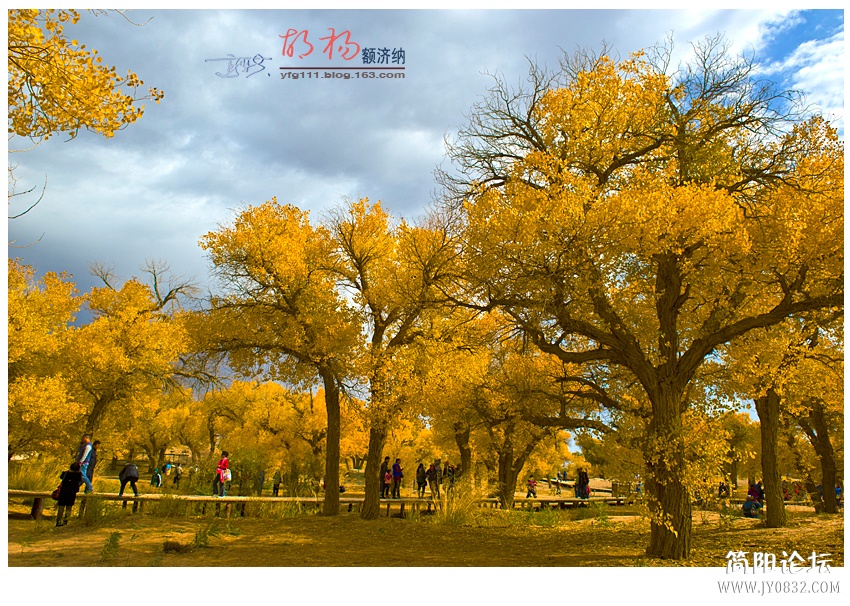 胡杨02——18.jpg
