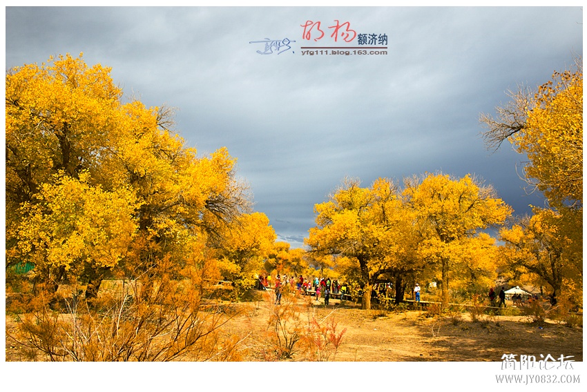胡杨02——17.jpg