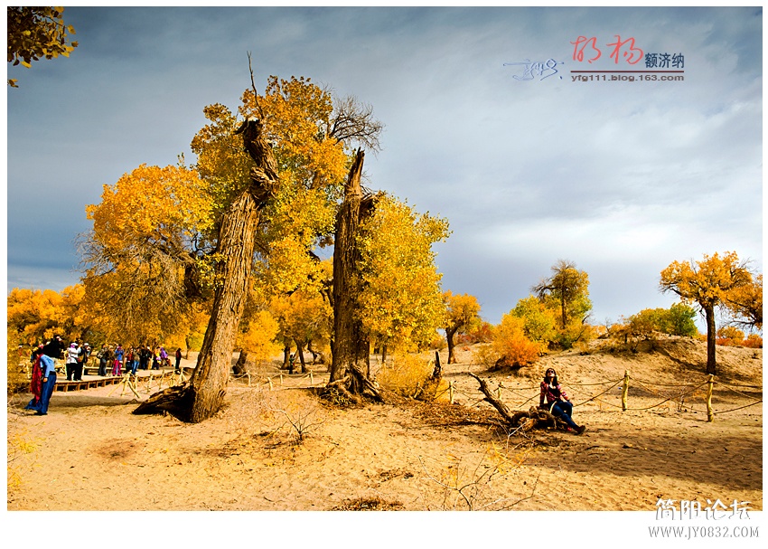 胡杨02——15.jpg