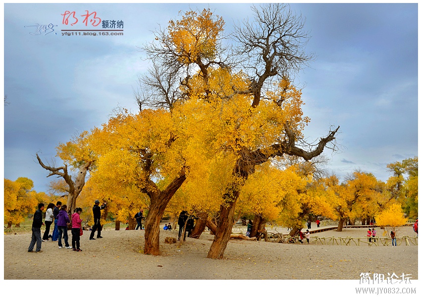 胡杨02——13.jpg