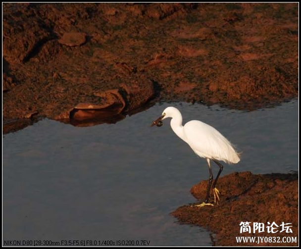 觅食.jpg