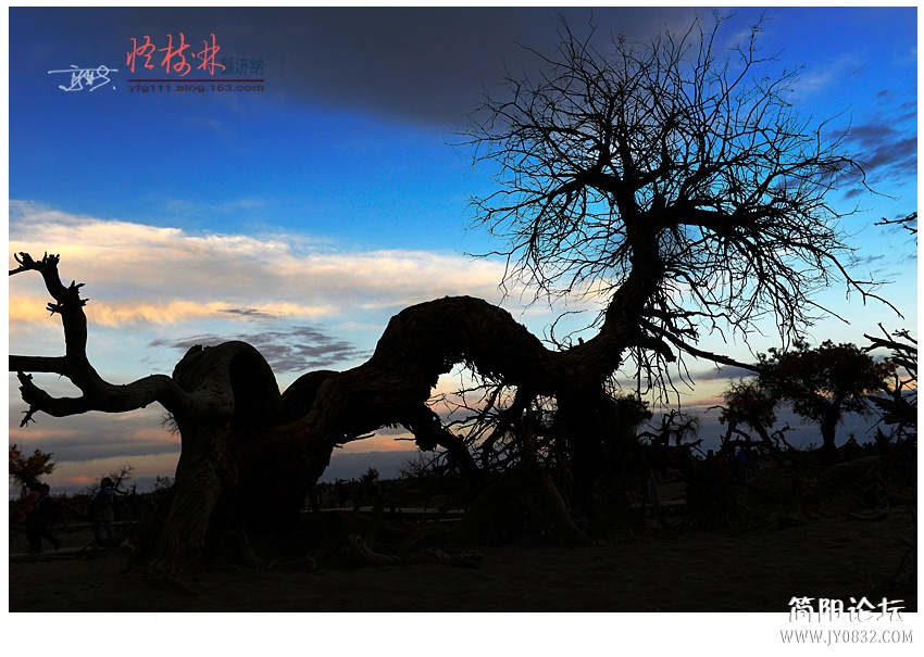 怪树林——06.jpg