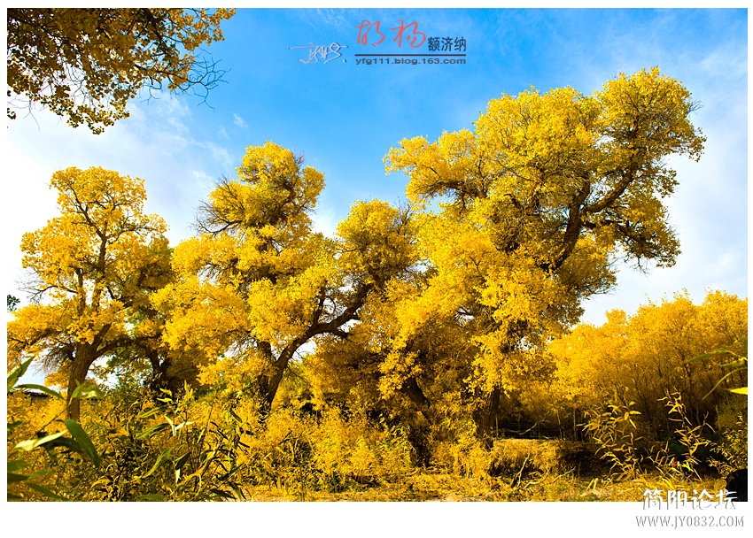 胡杨——18.jpg