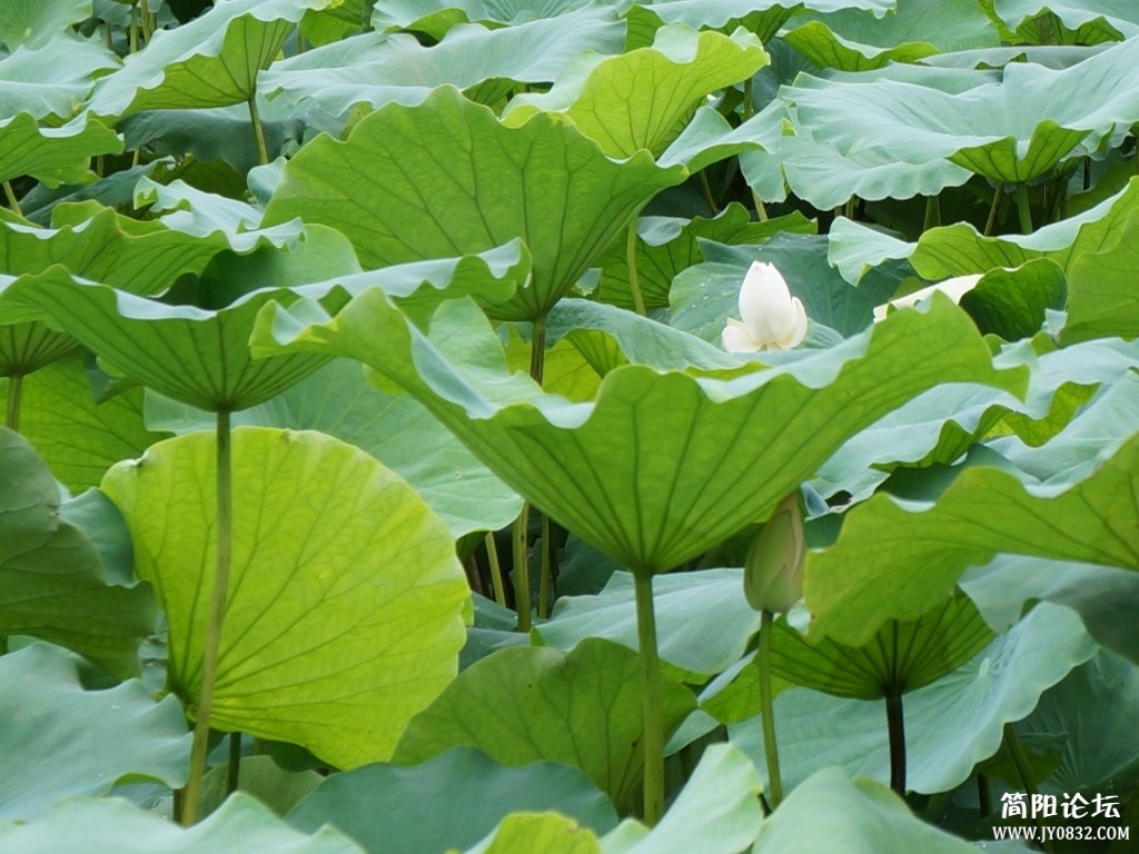 西峰荷花