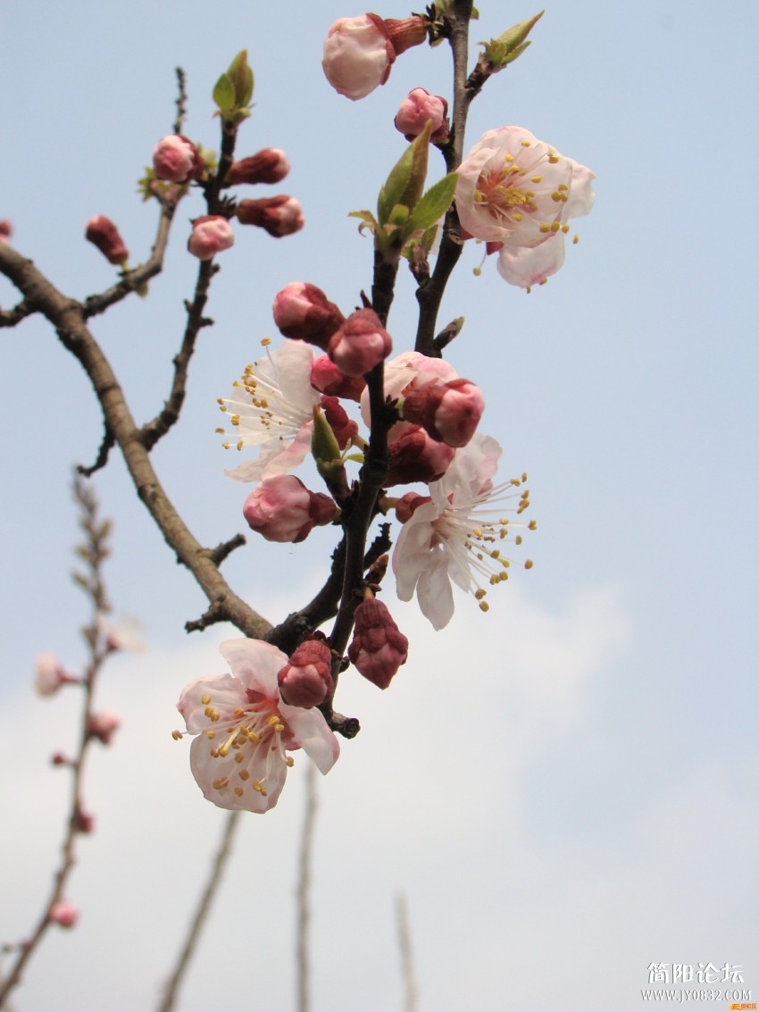 简阳桃花