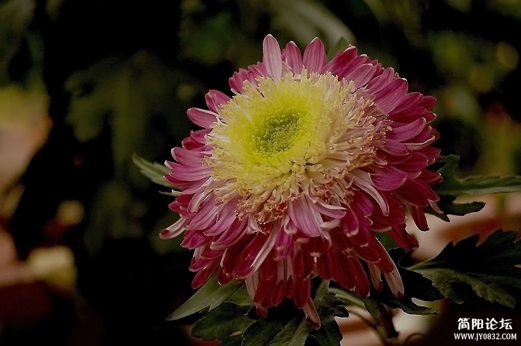 IMGP7836a7.jpg