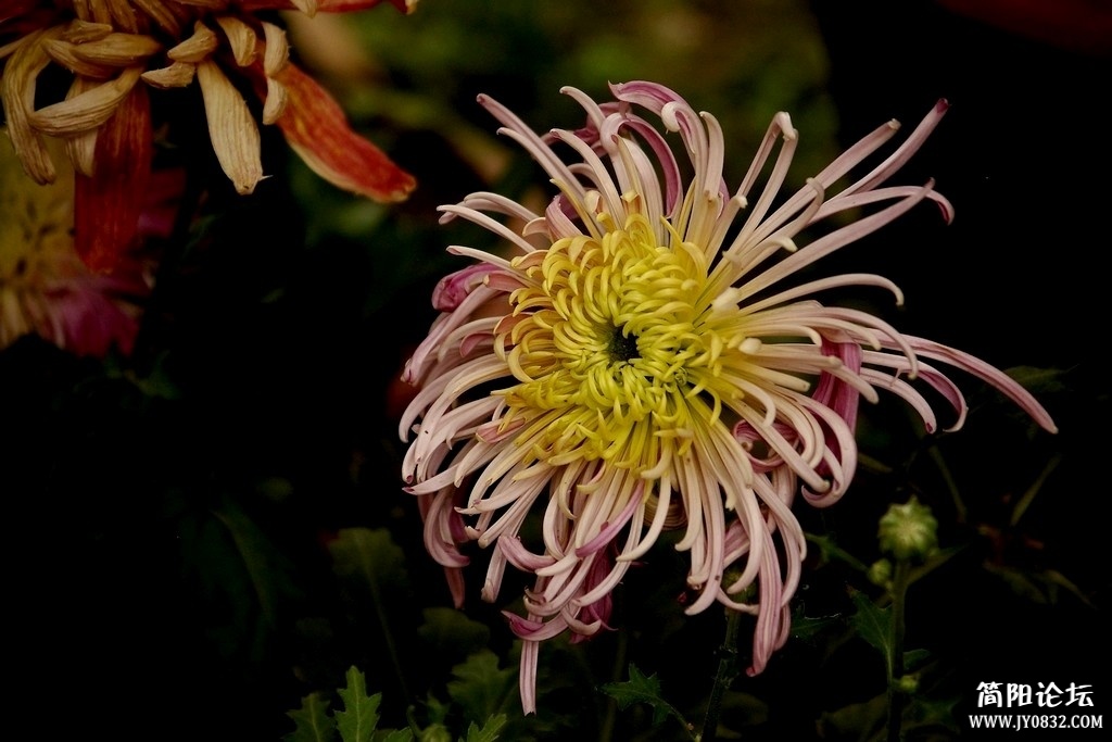 IMGP7872a2.jpg