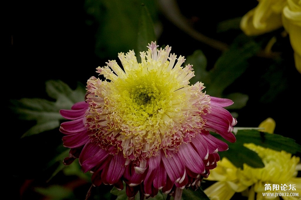 IMGP8079a2.jpg