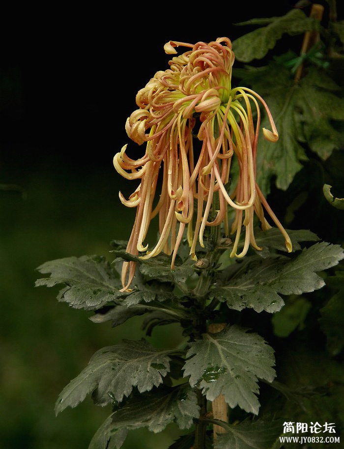 IMGP8225.jpg