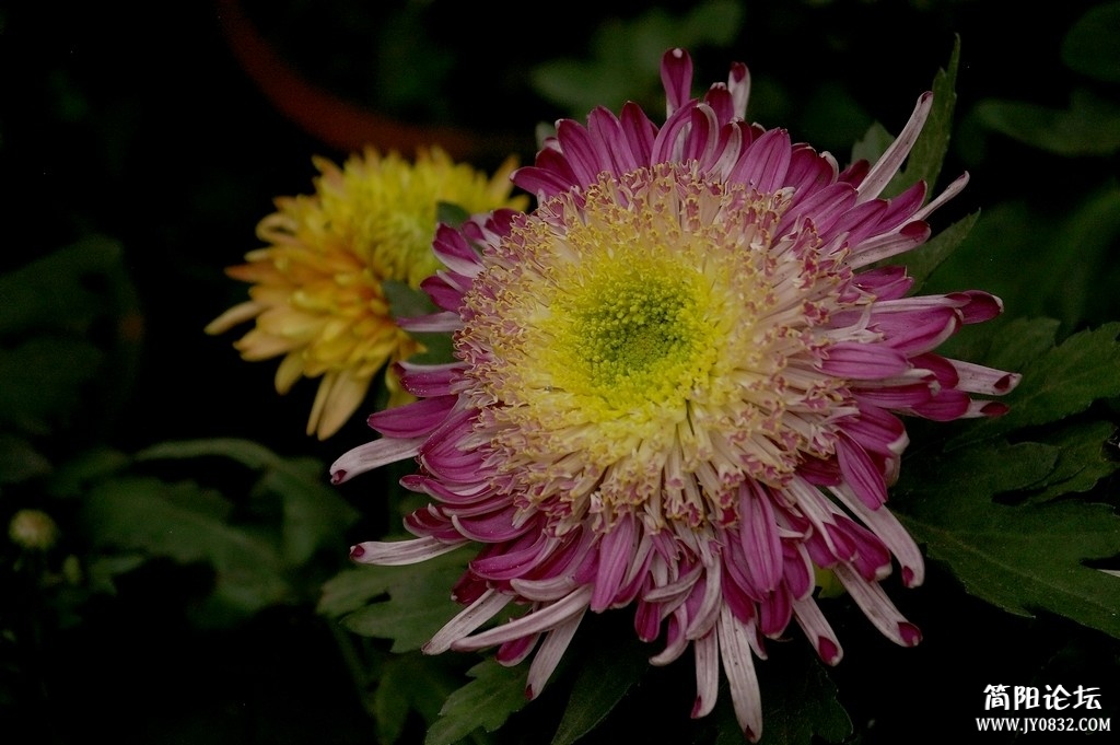 IMGP8253a2.jpg