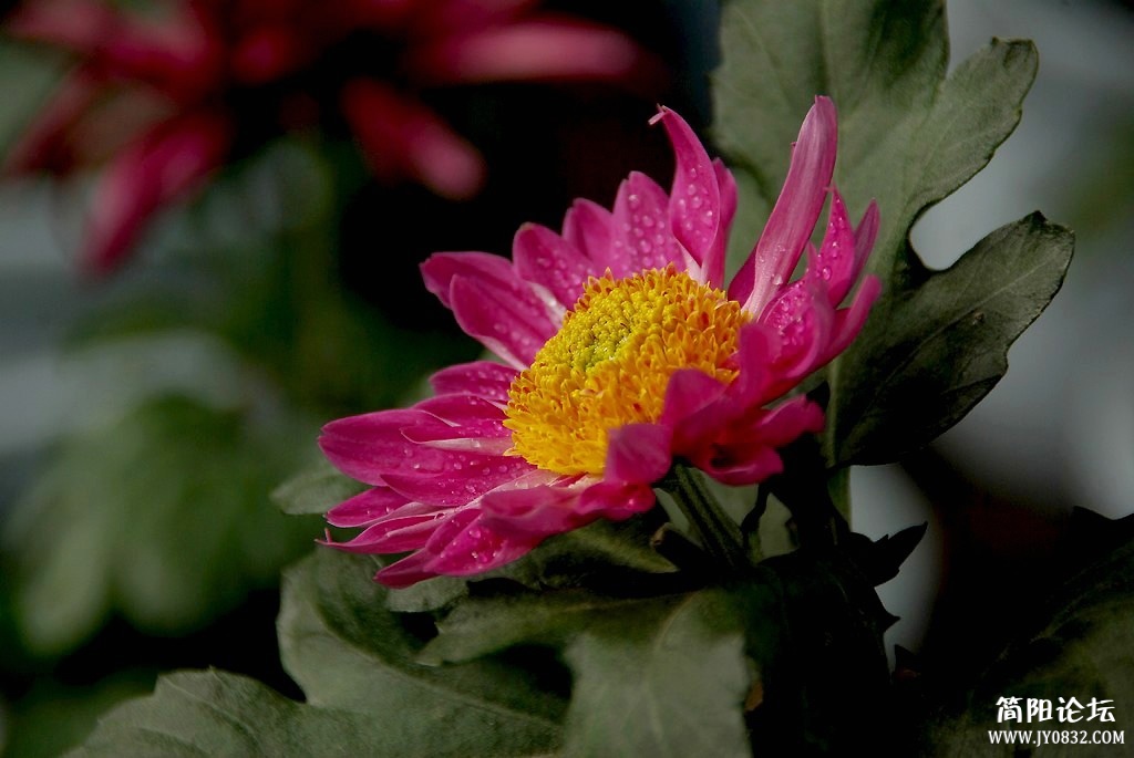 IMGP8277.jpg
