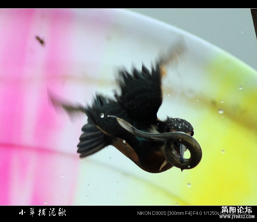 翠捕2.jpg