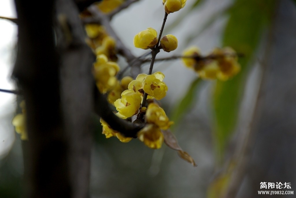 IMGP5453a.jpg