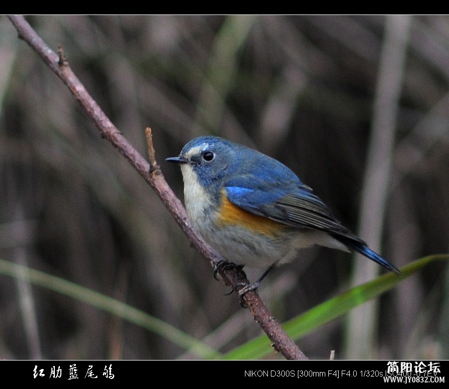 红肋蓝尾鸲3.jpg