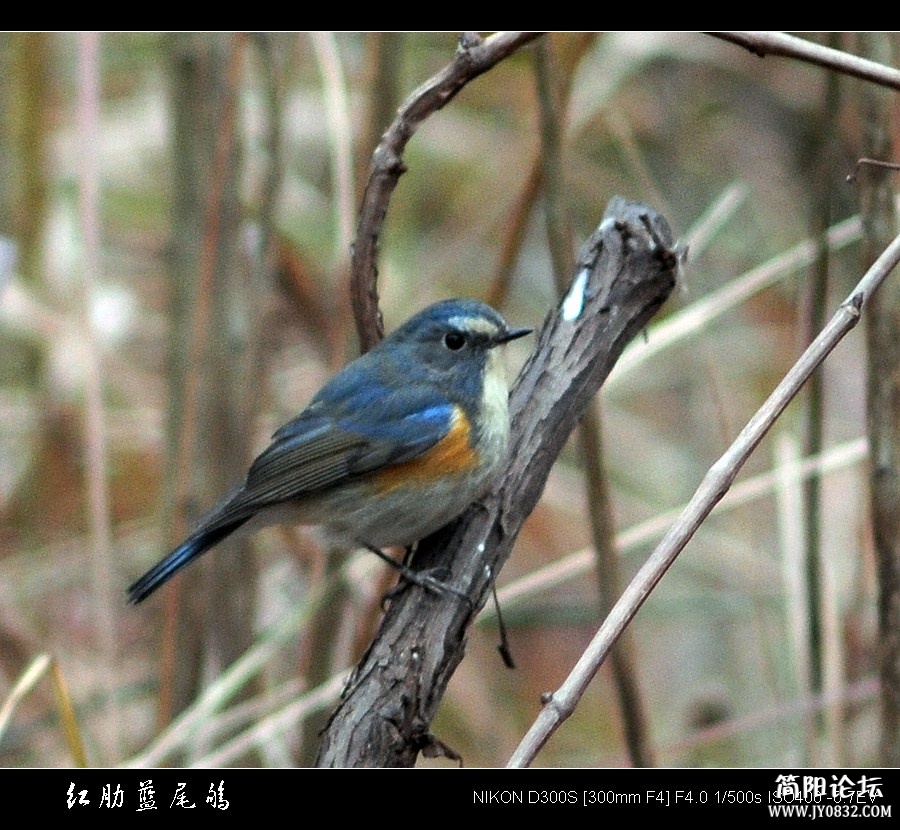 红肋蓝尾鸲4.jpg