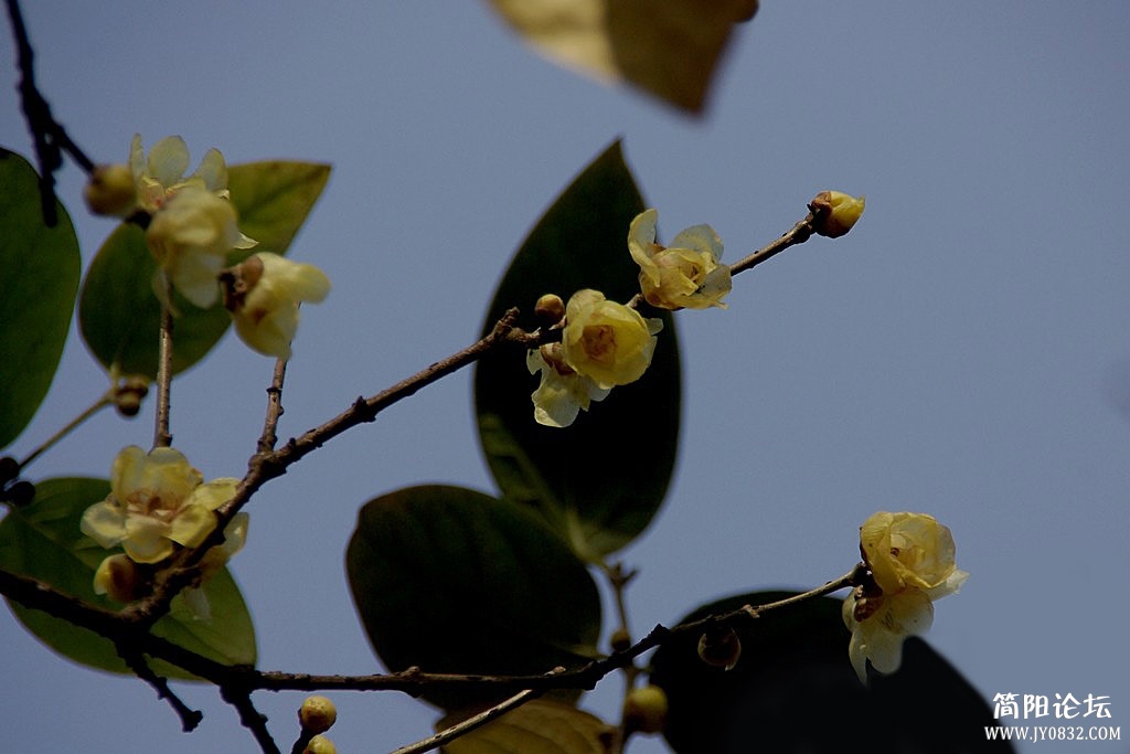 IMGP5494a.jpg