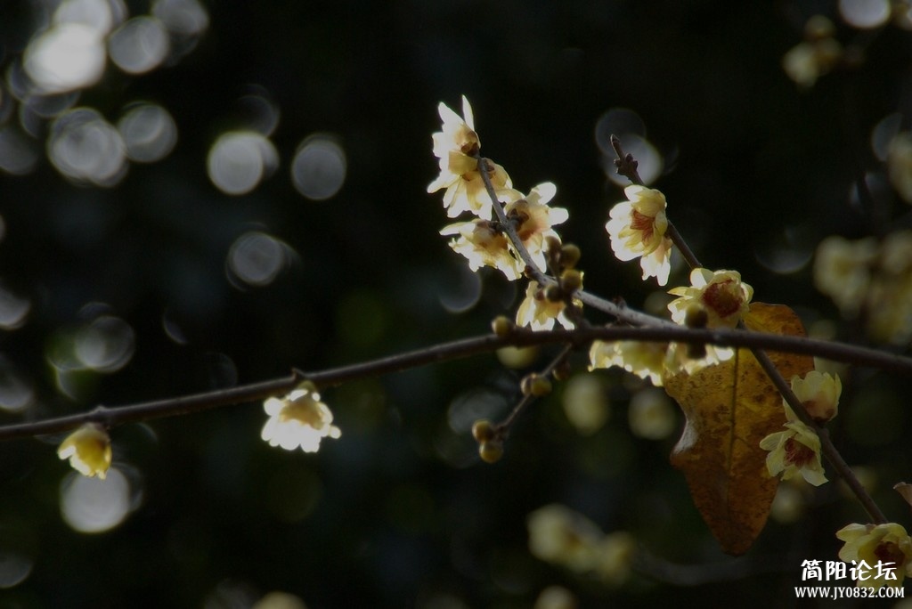 IMGP5502a.jpg
