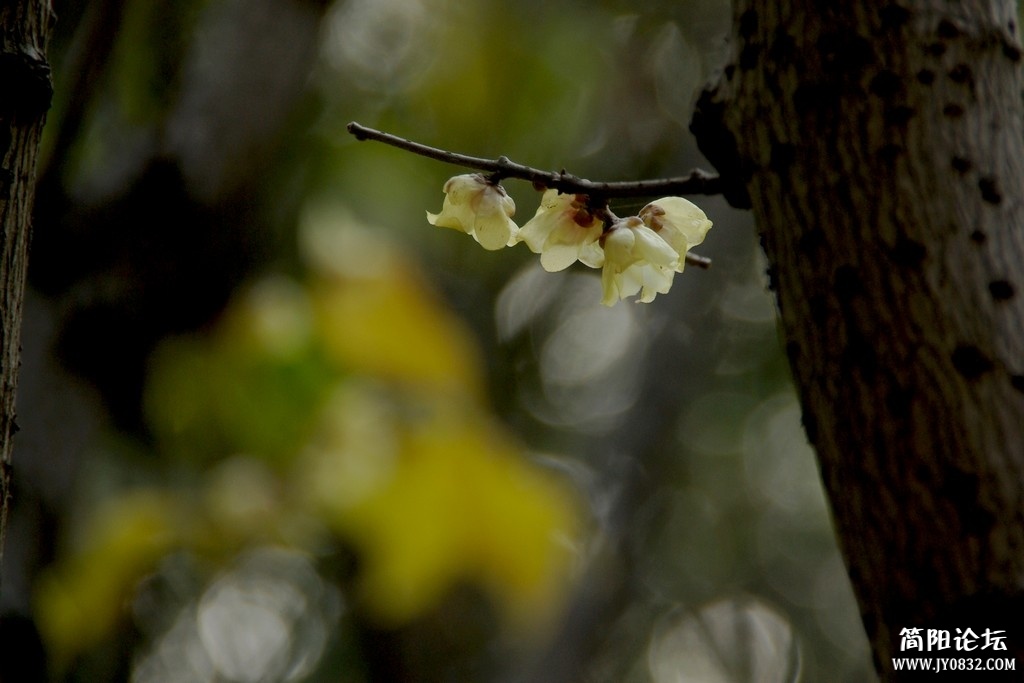 IMGP5703a1.jpg