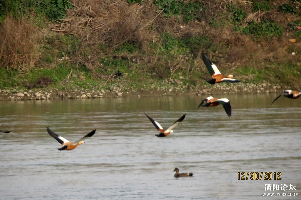 IMG_0972a.jpg
