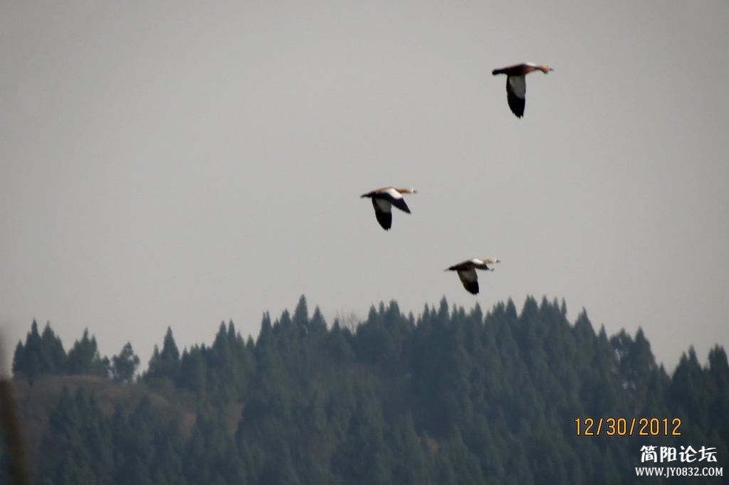IMG_0974a.jpg