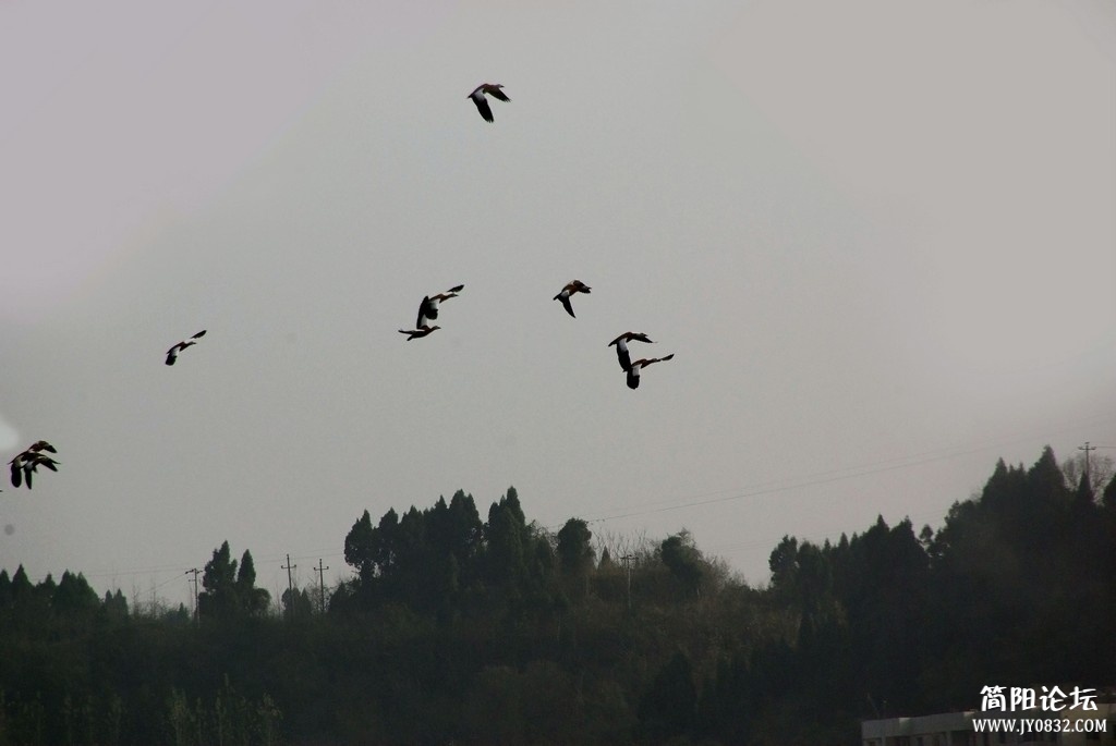 IMGP5803b1.jpg