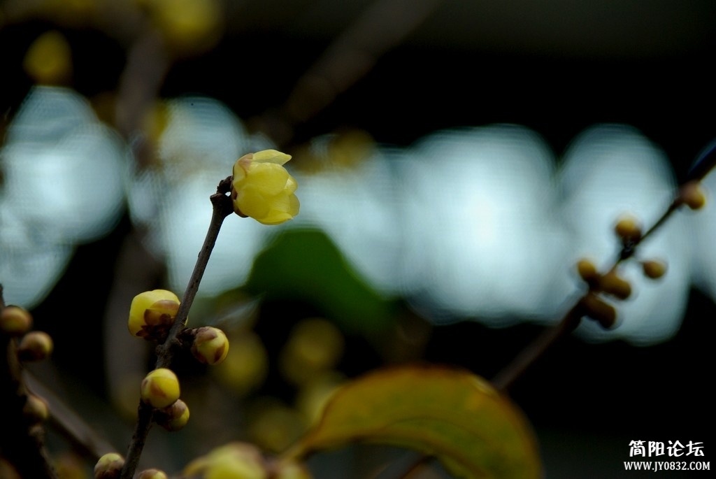 IMGP6291a.jpg