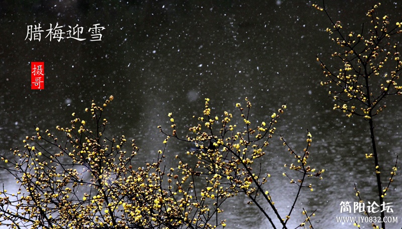 腊梅迎雪-wl.jpg