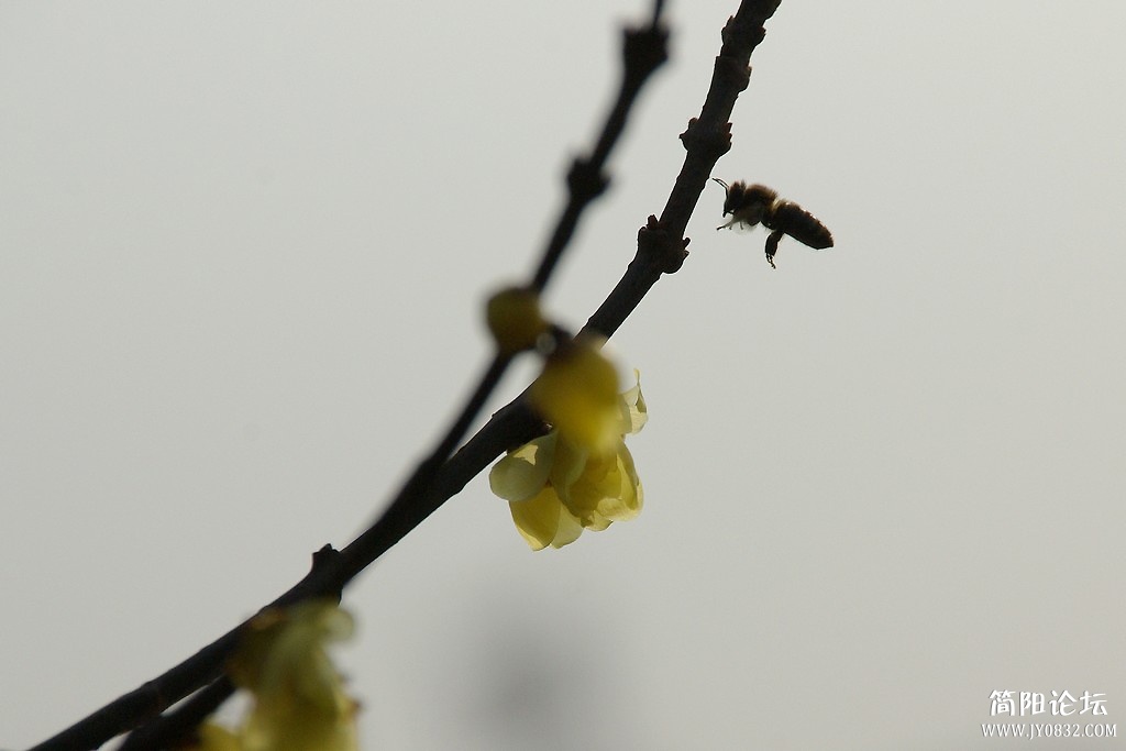 IMGP6644a.jpg