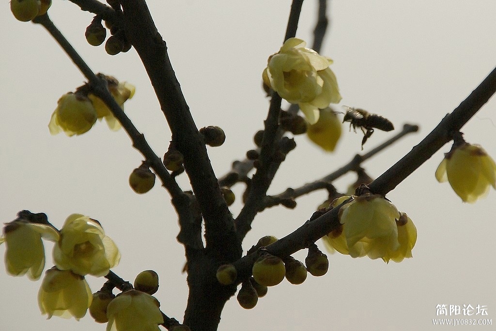 IMGP6649a.jpg