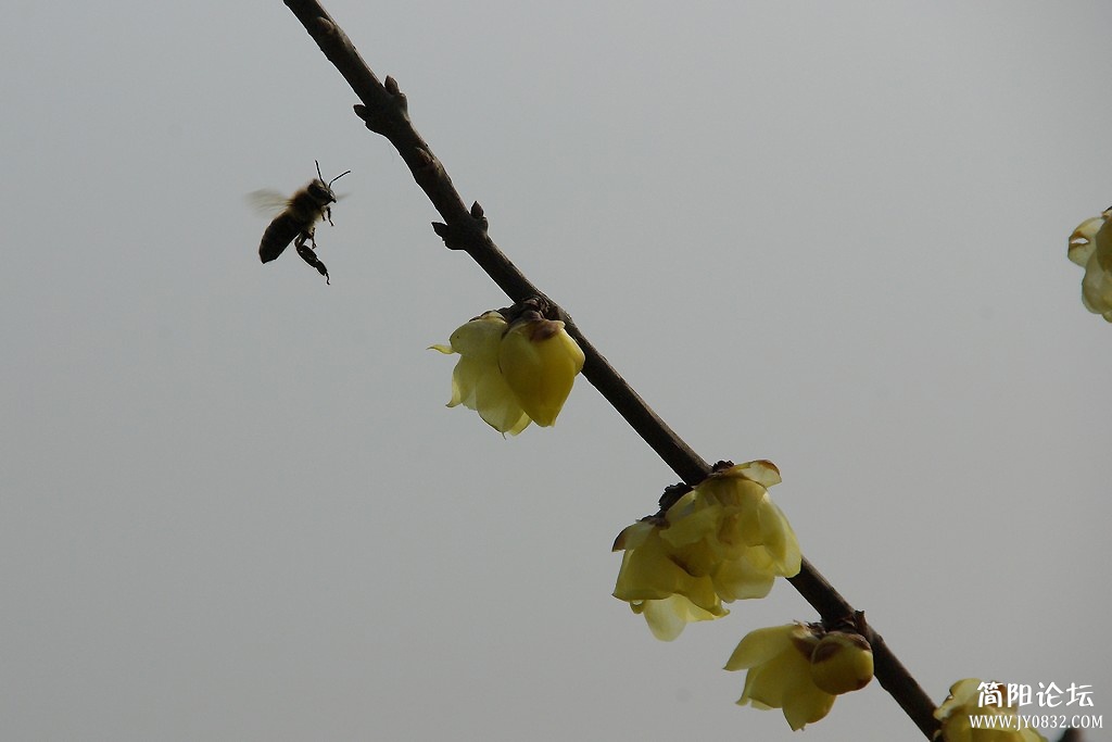 IMGP6685a.jpg