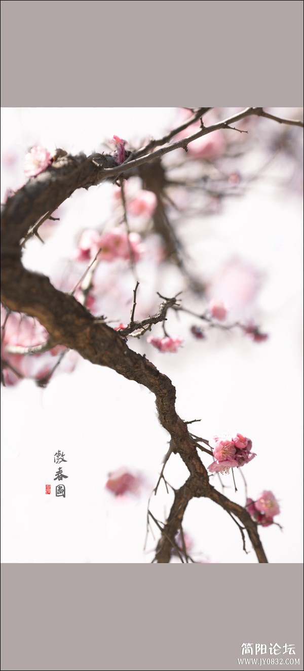 傲春图.jpg