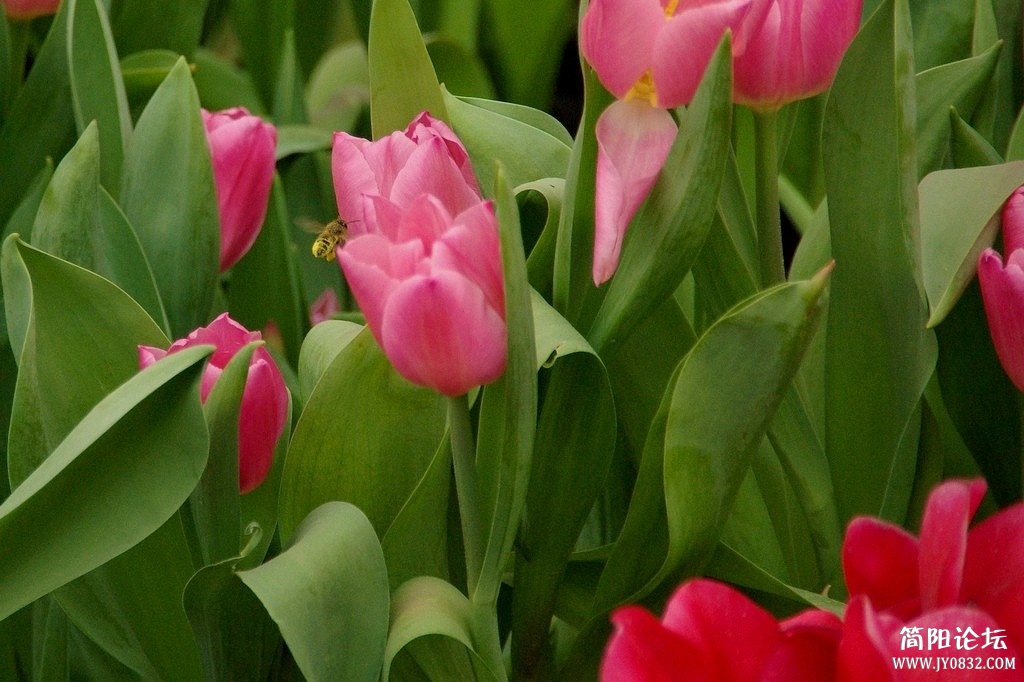 IMGP8371a.jpg